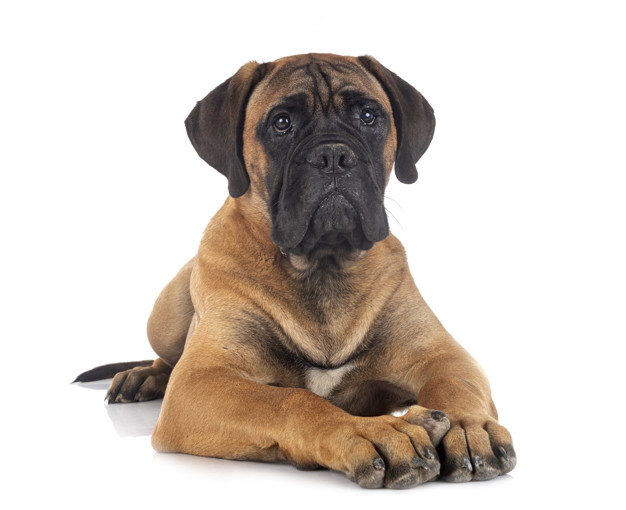 Cão de Guarda Bullmastiff