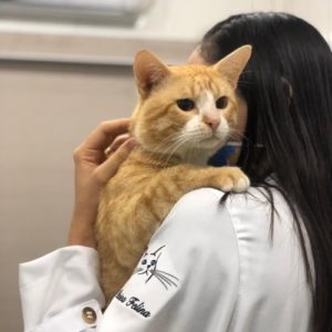 medica veterinaria clinica medica cirurgica de felinos manaus jordana sampaio1 300x300