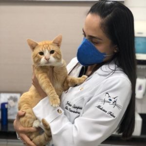 medica veterinaria clinica medica cirurgica de felinos manaus jordana sampaio2 300x300