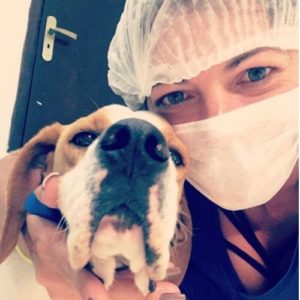 medica veterinaria sao paulo helenita ciscon beagle 300x300
