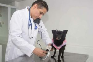 medico veterinario cardiologista vitor emanuel rocha volta redonda exame1 300x200