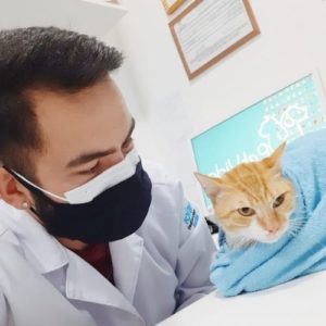 medico veterinario clinico veterinario de felinos manaus fabio aguiar11 300x300