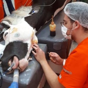 anestesiologista veterinario uniao da vitoria alexandre felix da silva 02 300x300