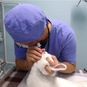 anestesiologista veterinario uniao da vitoria alexandre felix da silva 04 300x300