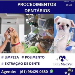 veterinaria brasilia polyanne ferreira e fonseca03 1 300x300