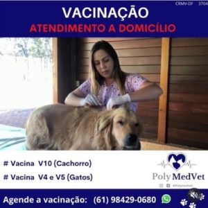 veterinaria brasilia polyanne ferreira e fonseca04 1 300x300