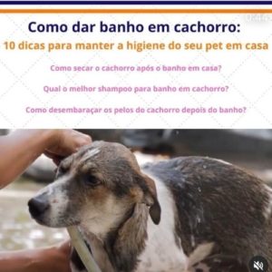 veterinaria brasilia polyanne ferreira e fonseca07 300x300