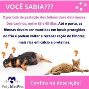 veterinaria brasilia polyanne ferreira e fonseca09 300x300
