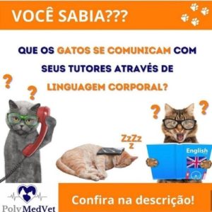 veterinaria brasilia polyanne ferreira e fonseca10 300x300