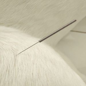 acupunturista veterinario sao paulo daniel barbosa de godoi 2 300x300
